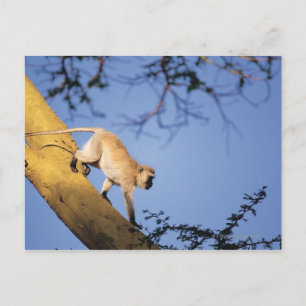 Carte Postale Singe vervet sur branche d'arbre, Serengeti