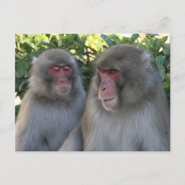 Carte Postale singes (Devant)