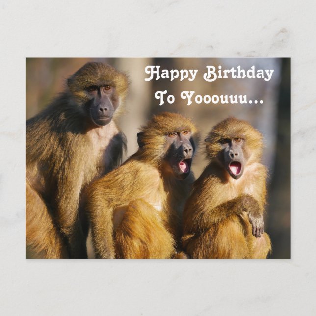 Carte Postale Singes chanteurs drôles - Macaques de Barbarie (Devant)