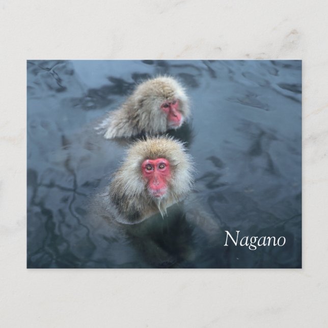 Carte Postale Singes des neiges en Nagano, Japon (Devant)