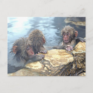 Carte Postale Singes Onsen