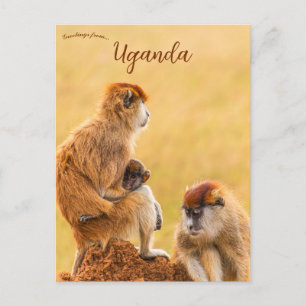 Carte Postale Singes Patas en Ouganda