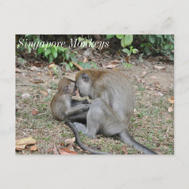 Carte Postale Singes sauvages de Singapour (Devant)