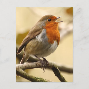Carte Postale Singing Robin