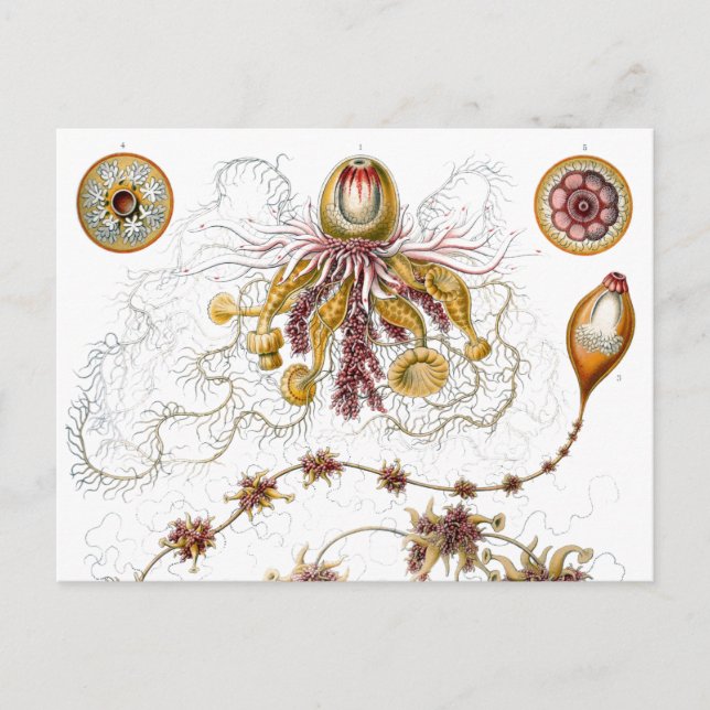 Carte Postale Siphonophorae Ernst Haeckel Fine Art (Devant)