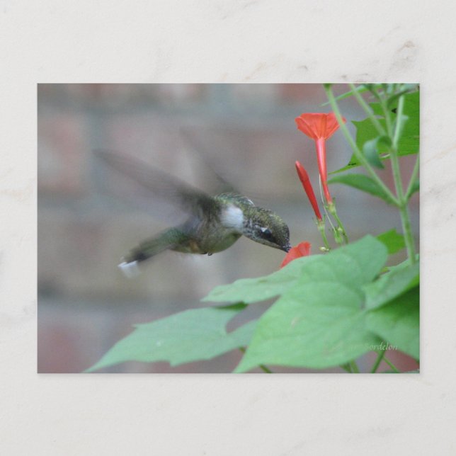 Carte postale Sips à gorge rubis (Devant)