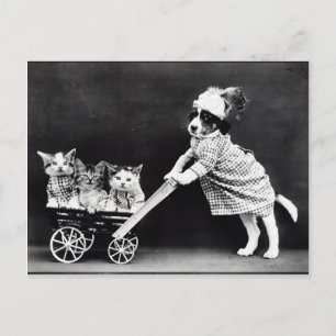 Carte Postale Situation humaine des chiots et des chatons
