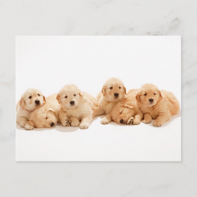Carte Postale Six Marionnettes Golden Retriever (Devant)