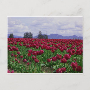 Carte Postale Skagit Valley Beauty