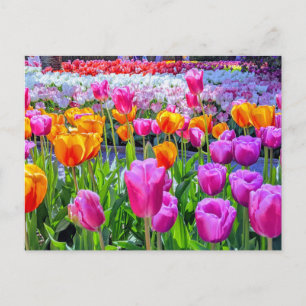 Carte postale Skagit Valley Tulip