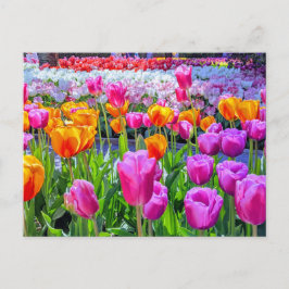 Carte postale Skagit Valley Tulip