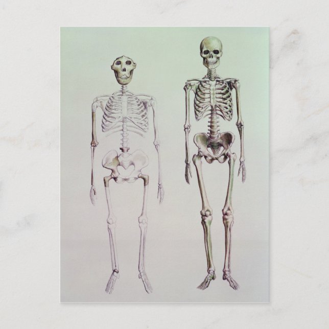 Carte Postale Skeletons d'Australopithèque Boisei (Devant)