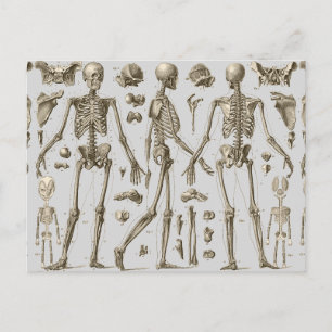 Carte Postale Skeletons de l'Encyclopedia Brockhaus & Efron