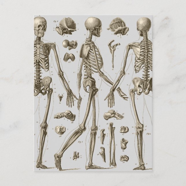 Carte Postale Skeletons de l'Encyclopedia Brockhaus & Efron (Devant)
