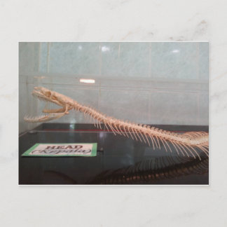 Carte postale Skelton Head Snake