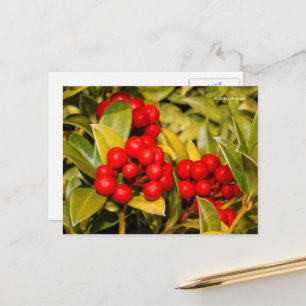 Carte Postale Skimmia Japonica Berries et Feuilles