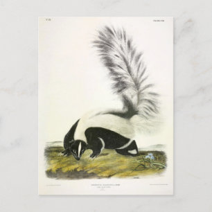 Carte Postale Skunk à capuchon ou Skunk à grande queue d'Audubon