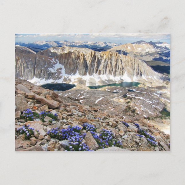 Carte Postale Sky Pilot Flowers, Mt. Whitney, Californie (Devant)