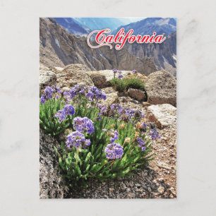 Carte Postale Sky Pilot Flowers, University Peak, Californie