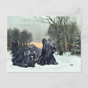 Carte Postale Skye Terriers Snowset