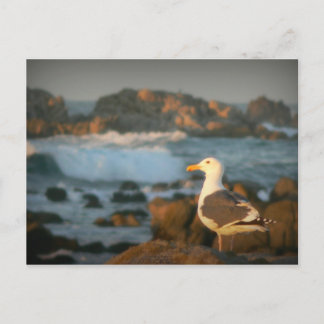 Carte Postale Skylark Seagull