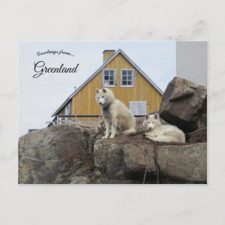 Carte Postale Sled Dogs in Upernavik Greenland
