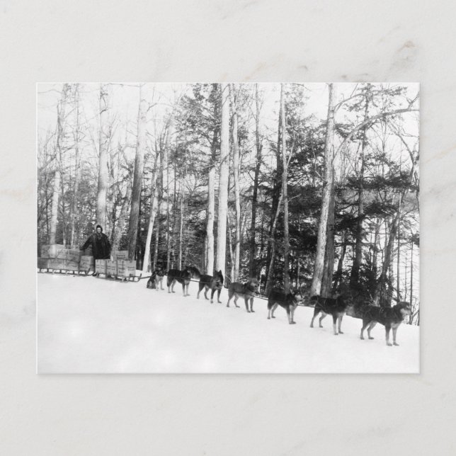 Carte Postale Sledding de chien d'Alaska (Devant)