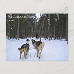 Carte Postale Sledding de chien en Québec, Canada