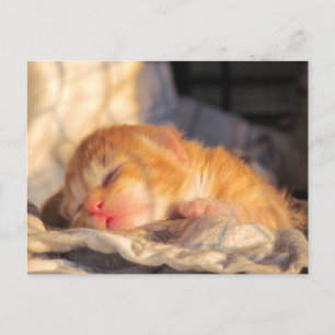 Carte postale Sleeping Baby Kitten
