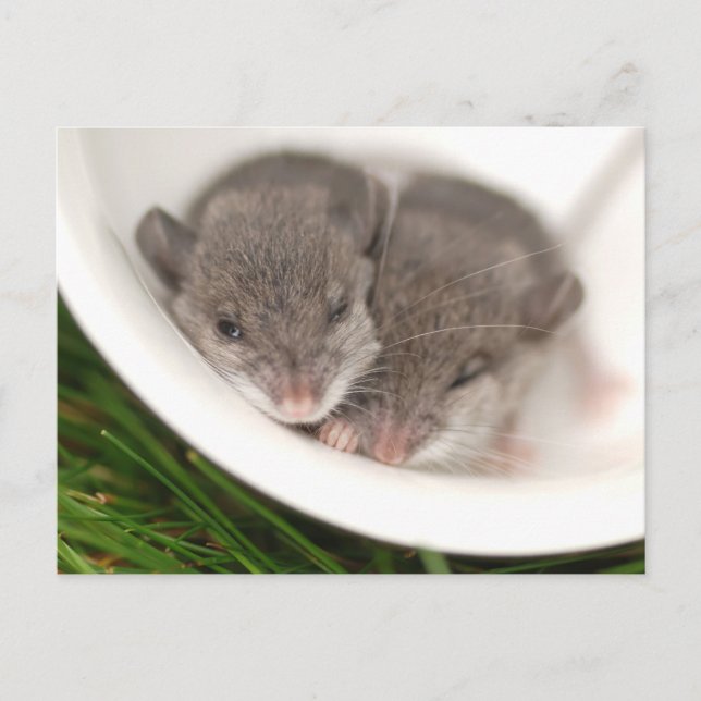 Carte Postale Sleepy Baby Mice (Devant)