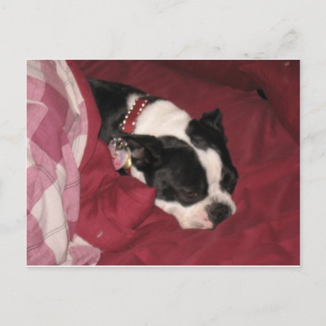 Carte postale Sleepy Boston (Devant)