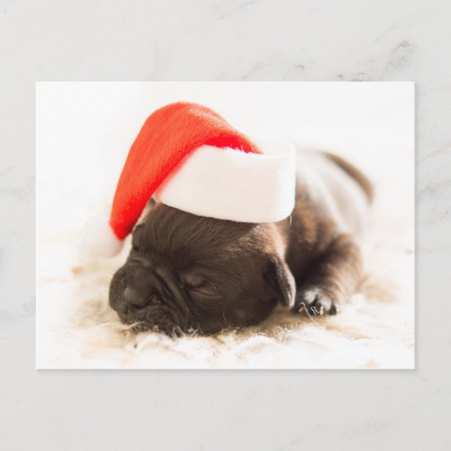 Carte Postale Sleepy Bulldog Puppy Noël (Devant)