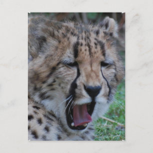 Carte Postale Sleepy Cheetah Cub