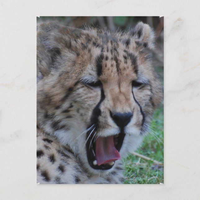 Carte Postale Sleepy Cheetah Cub (Devant)