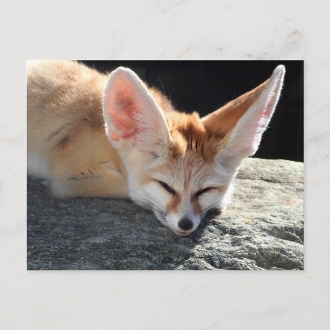 Carte Postale Sleepy Fennec Fox (Devant)