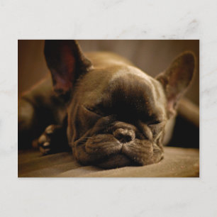 Carte Postale Sleepy French Bulldog