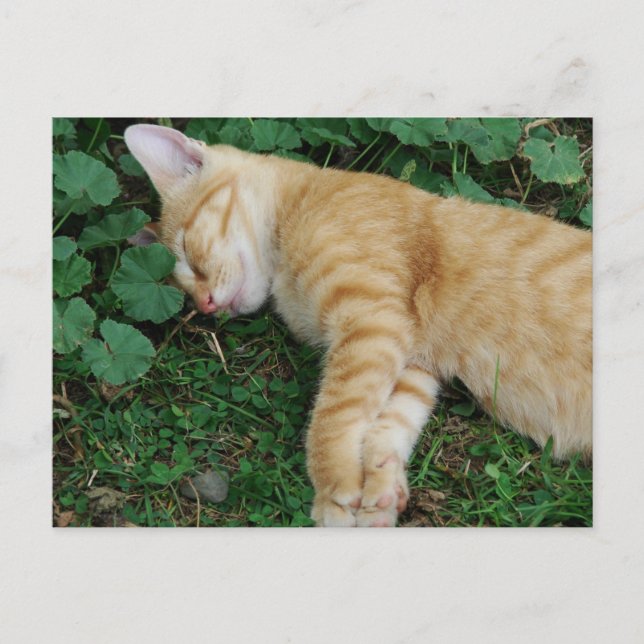Carte Postale Sleepy Ginger Kitten (Devant)