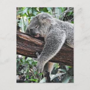 Carte Postale Sleepy Koala