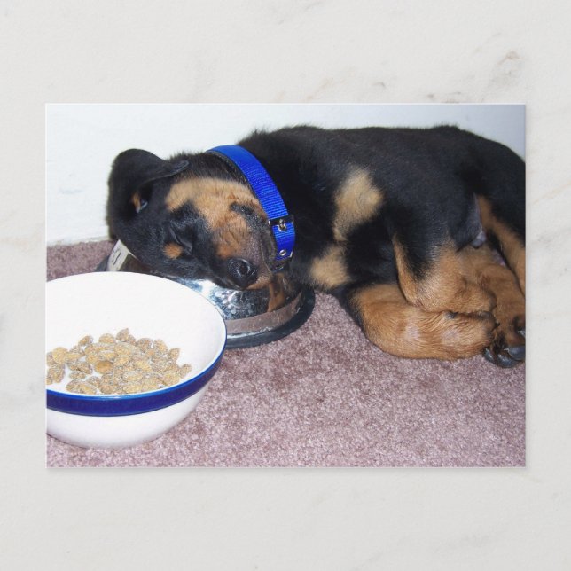 Carte Postale sleepyhead rottweiler. (Devant)