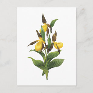 Carte Postale slipper de dame (Cypripedium sp.) par Redouté