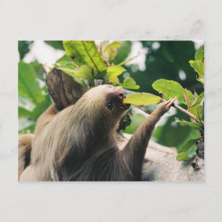 Carte Postale Sloth