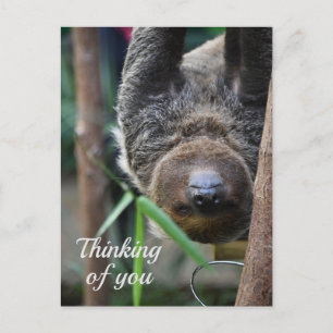 Carte Postale Sloth Hanging Out Edinburgh Zoo Penser à vous