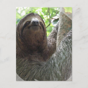 Carte Postale Sloth Photo Design