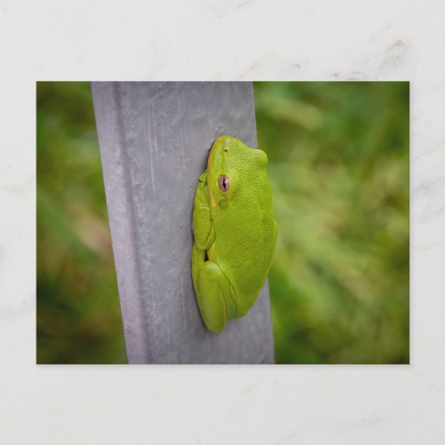 Carte Postale Small green tree frog clings to a metal rail. (Devant)