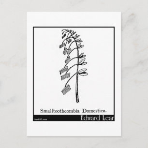 Carte Postale Smalltoothcombia Domestica.