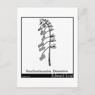 Carte Postale Smalltoothcombia Domestica.