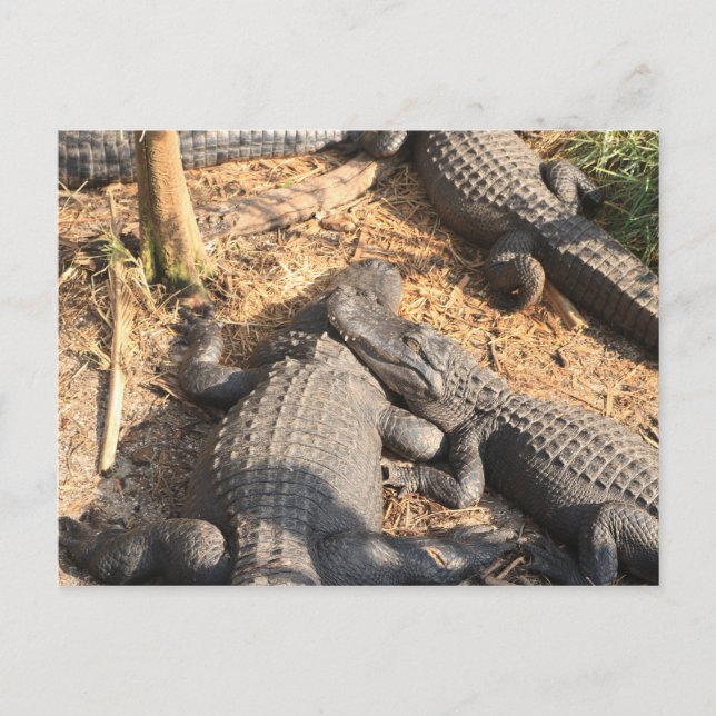 Carte Postale Smilin' Alligator (Devant)