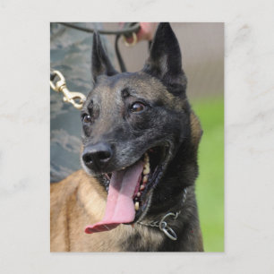 Carte Postale Smiling Belgian Malinois Dog