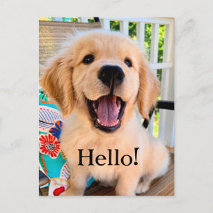 Carte Postale Smiling Golden Retriever Chien Chien Chien Chien S