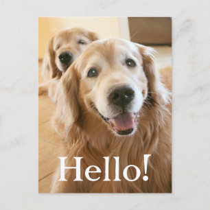 Carte Postale Smiling Golden Retriever Hello
